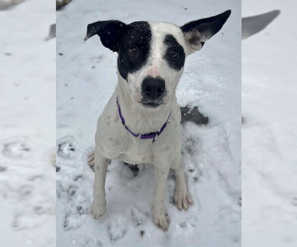 Medium Photo #1 Treeing Walker Coonhound-Unknown Mix Puppy For Sale in Boston, MA, USA