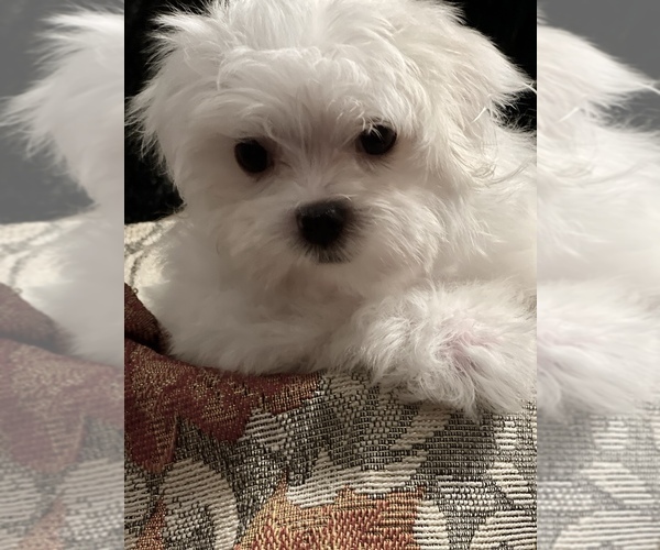 Medium Photo #3 Maltese Puppy For Sale in CROSSVILLE, TN, USA
