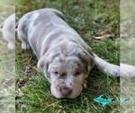 Image preview for Ad Listing. Nickname: Riley