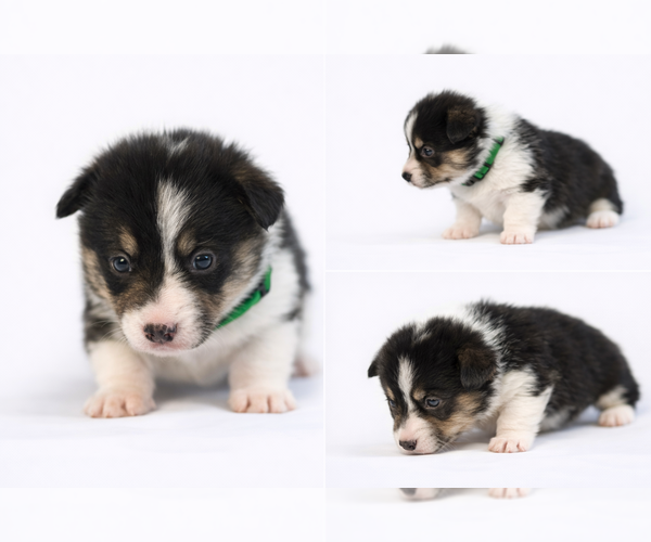 Medium Photo #1 Pembroke Welsh Corgi Puppy For Sale in BELFIELD, ND, USA