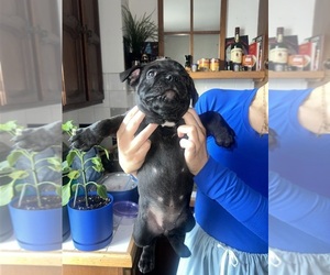 Medium American Bully-French Bulldog Mix