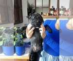 Puppy 2 American Bully-French Bulldog Mix