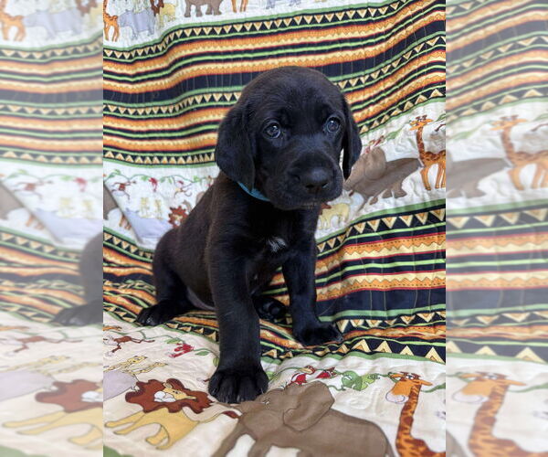 Medium Photo #2 Great Dane-Labrador Retriever Mix Puppy For Sale in Bullard, TX, USA