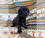 Small #1 Great Dane-Labrador Retriever Mix