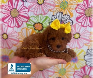 Poodle (Toy) Puppy for sale in WINNSBORO, LA, USA