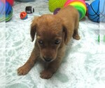 Small #5 Chiweenie