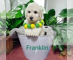 Puppy Franklin Poodle (Standard)