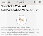 Small #17 Soft Coated Wheaten Terrier