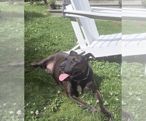 Gloria Girl - Female Staffordshire Bull Terrier-Unknown Mix Dog for Adoption - Photo #2