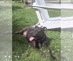 Small Photo #2 Staffordshire Bull Terrier-Unknown Mix Puppy For Sale in Brewster, NY, USA