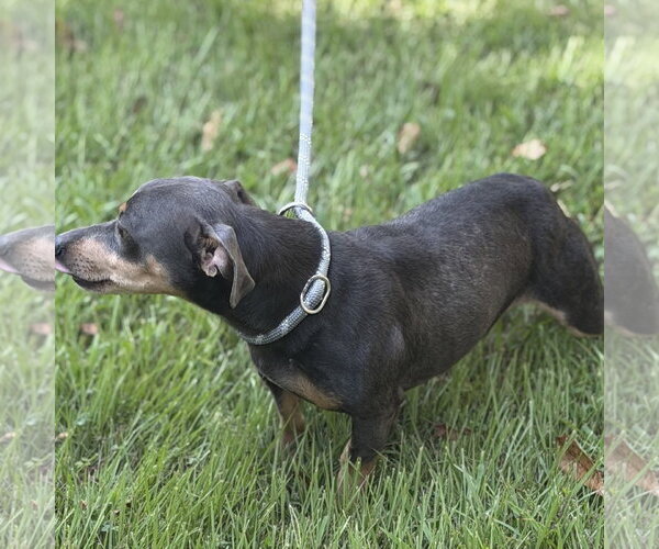 Medium Photo #4 Chihuahua Puppy For Sale in Yardley, PA, USA