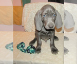 Small #1 Weimaraner