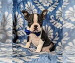 Small Photo #2 Boston Terrier Puppy For Sale in COCHRANVILLE, PA, USA