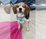 Small #7 Beagle