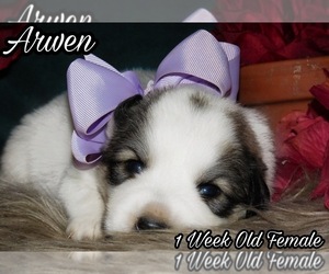 Great Pyrenees Puppy for sale in HILLSVILLE, VA, USA