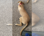 Small Photo #29 Labrador Retriever-Saluki Mix Puppy For Sale in Washington, DC, USA
