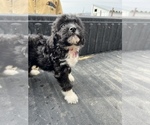 Small Photo #4 Aussiedoodle Puppy For Sale in RUSSELL, IA, USA