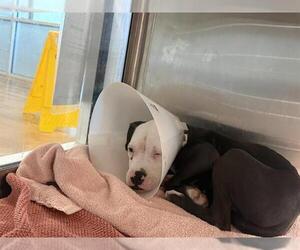 American Pit Bull Terrier-Unknown Mix Dogs for adoption in Grand Prairie, TX, USA