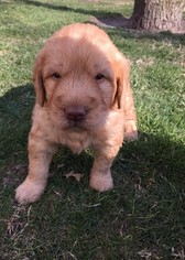 Labradoodle Puppy for sale in TUSCOLA, IL, USA