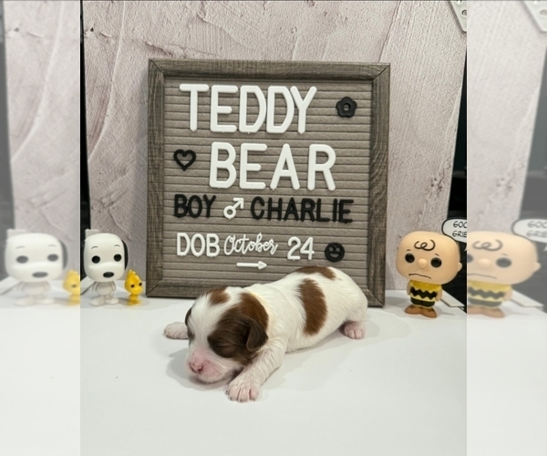 Medium Photo #2 Zuchon Puppy For Sale in NEW YORK MILLS, MN, USA