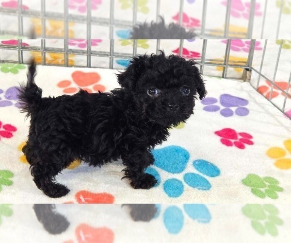 Medium Photo #5 Cavapoo (Miniature)-Poodle (Toy) Mix Puppy For Sale in ORO VALLEY, AZ, USA