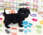 Cooper - Male Cavapoo (Miniature)-Poodle (Toy) Mix Puppy for Sale - Photo #5