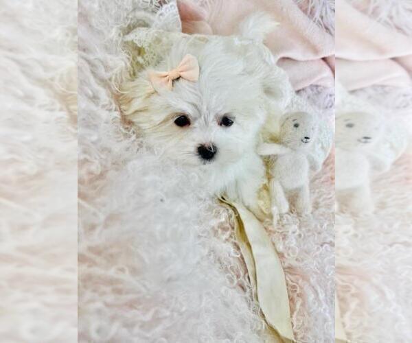 Medium Photo #8 Maltese Puppy For Sale in JACKSONVILLE, FL, USA