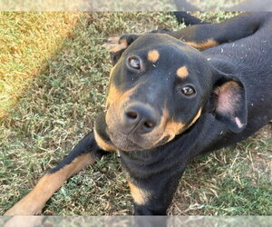 Rottweiler-Unknown Mix Dogs for adoption in Tulsa, OK, USA