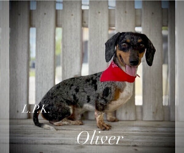 Medium Photo #1 Dachshund Puppy For Sale in WINNSBORO, LA, USA