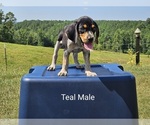Small Photo #1 Bluetick Coonhound-Treeing Walker Coonhound Mix Puppy For Sale in WESTMINSTER, SC, USA