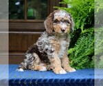 Small Bernedoodle (Miniature)
