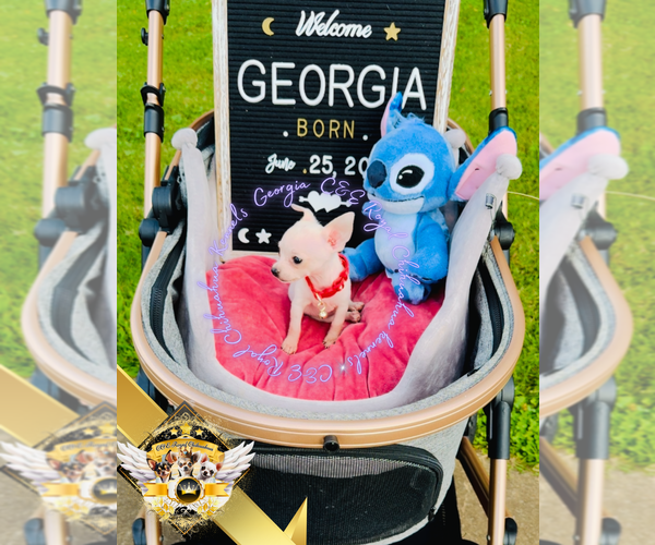 Medium Photo #5 Chihuahua Puppy For Sale in ATHENS, GA, USA