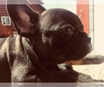 Small Photo #7 French Bulldog Puppy For Sale in AFTON, WY, USA
