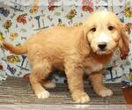 Small #3 Golden Retriever-Poodle (Toy) Mix