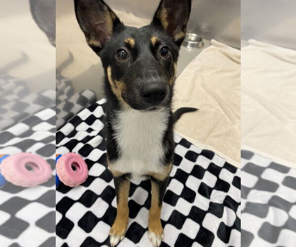 Medium Photo #1 German Shepherd Dog Puppy For Sale in Brewster, NY, USA
