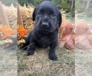 Labrador Retriever Puppy for sale in NEOLA, WV, USA