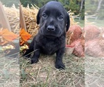 Image preview for Ad Listing. Nickname: AKC Ready to Go