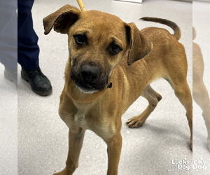 Boxador Dogs for adoption in Washington, DC, USA