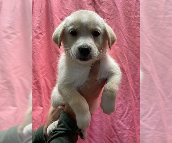 Medium Photo #1 Mutt Puppy For Sale in Riverside, CA, USA