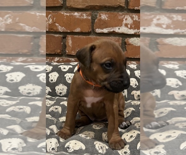 Medium Photo #8 Rhodesian Ridgeback Puppy For Sale in RIVERSIDE, CA, USA