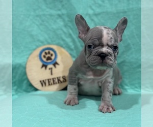 Faux Frenchbo Bulldog Puppy for sale in RIDGEVILLE, SC, USA