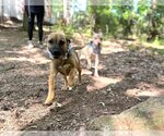 Small #8 Mutt