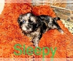 Puppy Sleepy Shih Tzu