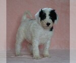 Small #2 Poodle (Standard)-Shepadoodle Mix
