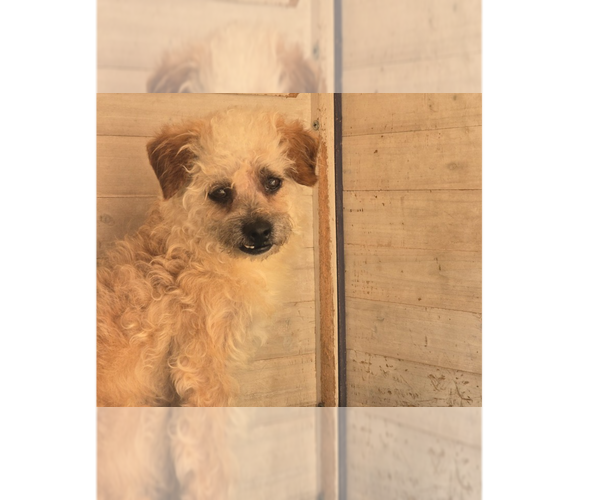 Medium Photo #19 Poodle (Miniature)-Unknown Mix Puppy For Sale in Pacifica, CA, USA