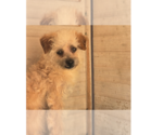 Small #18 Poodle (Miniature) Mix