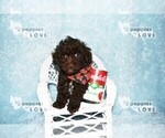 Small #11 Poodle (Toy)