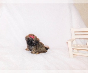 Shih Tzu Puppy for sale in CENTERVIEW, MO, USA