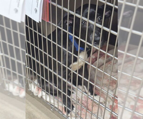 Medium Photo #1 Labrador Retriever-Unknown Mix Puppy For Sale in Decatur, IL, USA