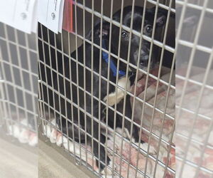 Labrador Retriever-Unknown Mix Dogs for adoption in Decatur, IL, USA